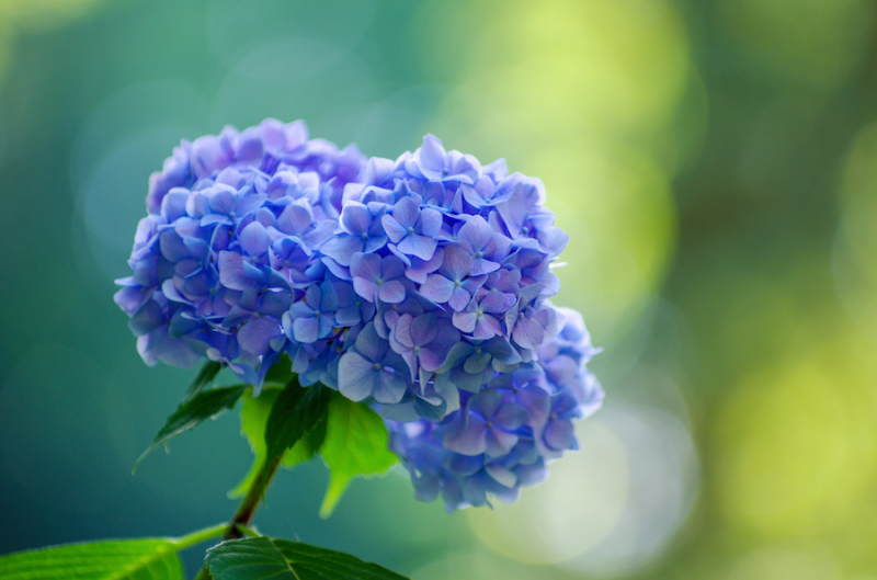 Hydrangea blossoms