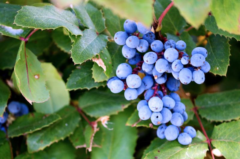 Oregon Grape