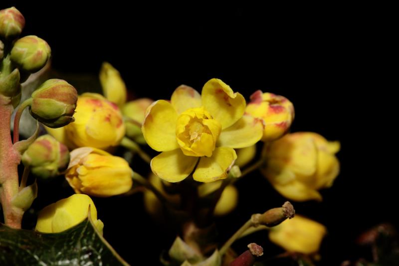 Oregon grape flower close-up