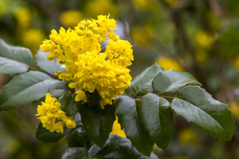 Bright yellow Oregon grape flowers