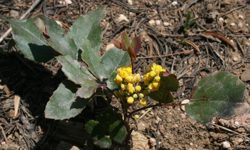 Oregon Grape: Berberis repens by Steven Horne