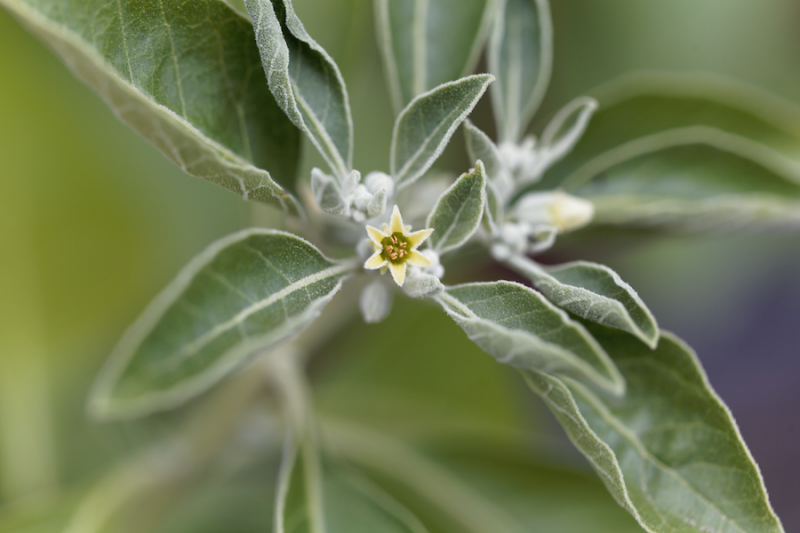 Ashwagandha flowers