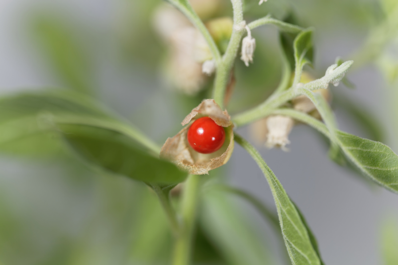 Ashwagandha fruit