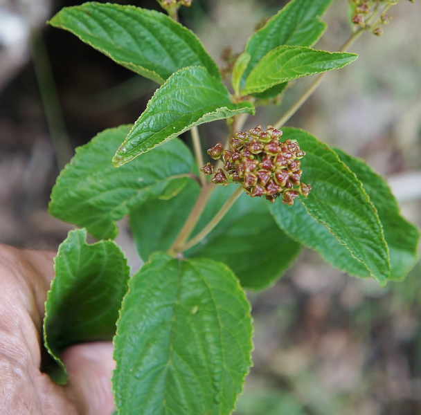 Red root leaf