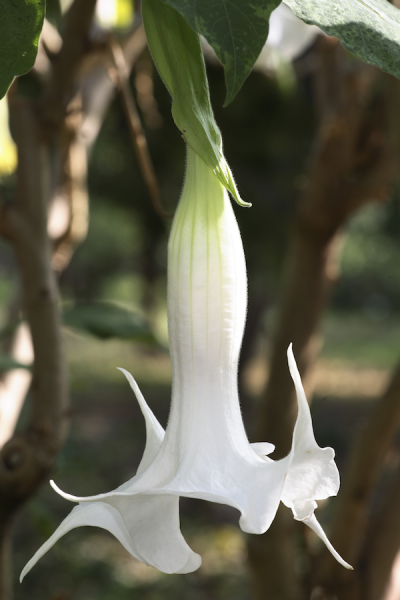 Hanging datura flower from Adobe Stock