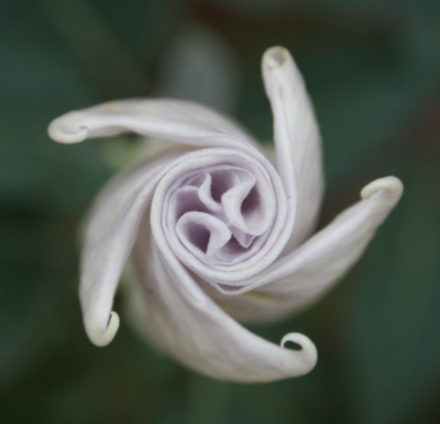 Datura flower closed in Zion National Park by Steven Horne