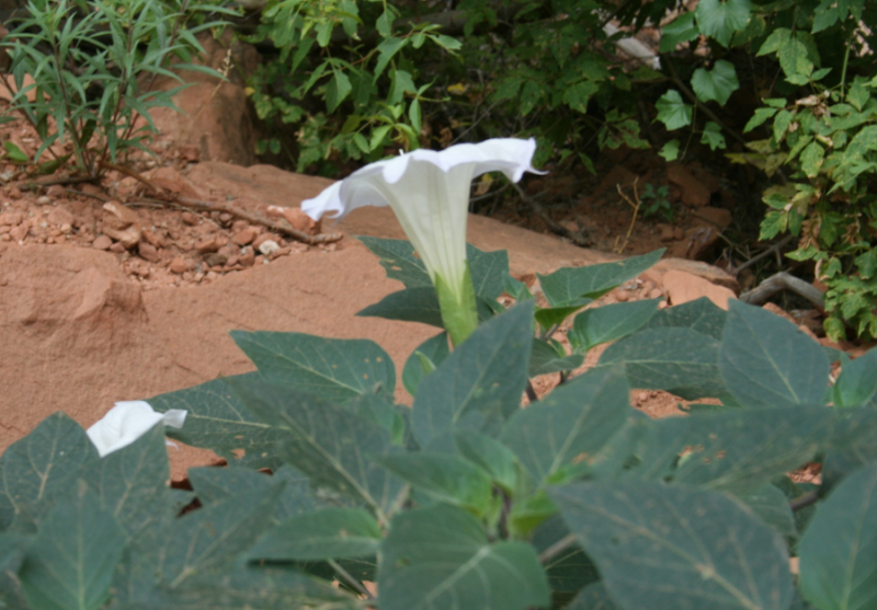 Datura in Zion National Park by Steven Horne