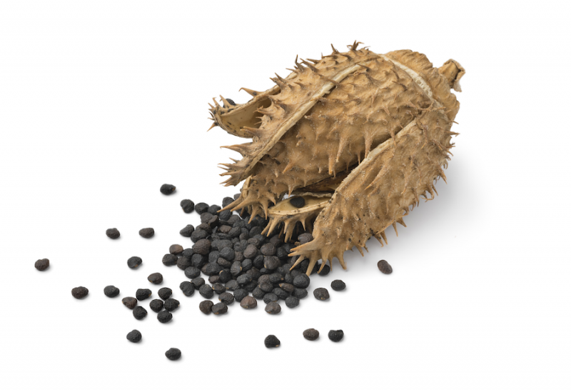 Datura seeds from Adobe Stock