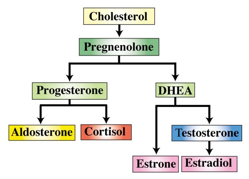 Adrenal Hormone Chart