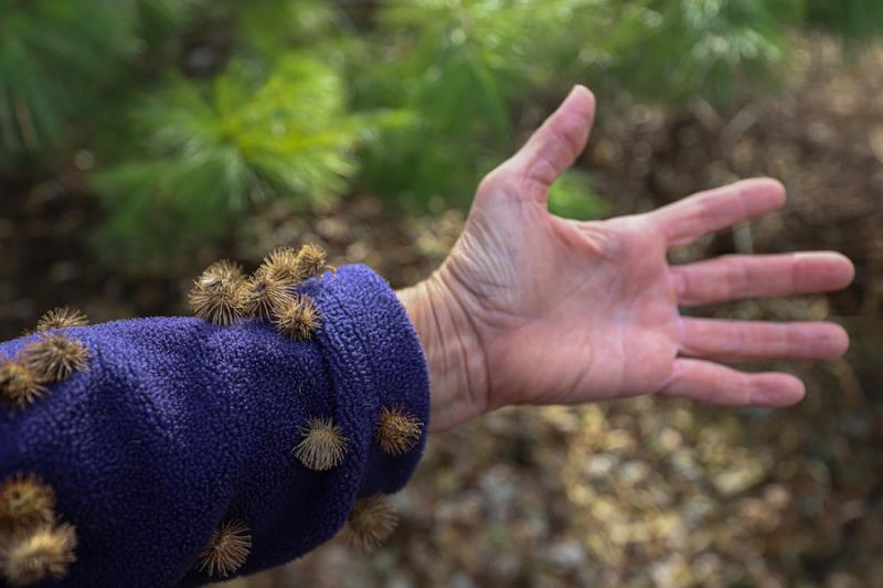 Burdock burrs sticking