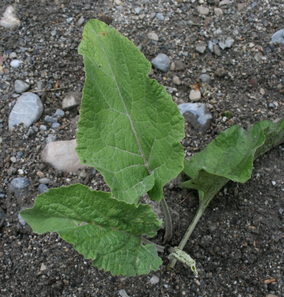 Burdock basal rosette