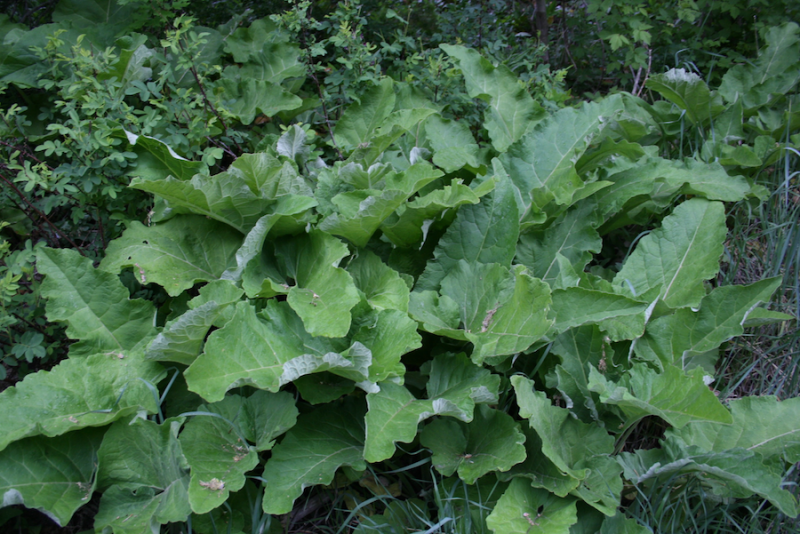 Burdock plants