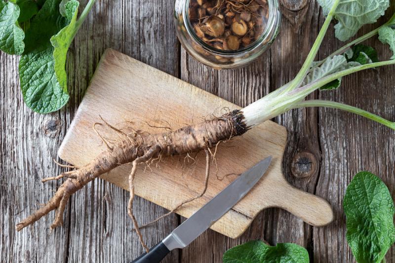 Burdock Plant