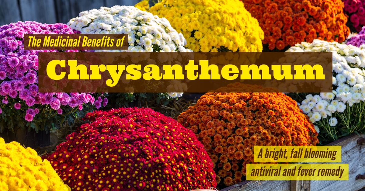 The Medicinal Benefits of Chrysanthemum Article