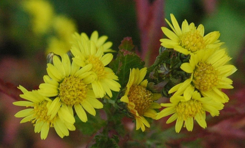 C. indicum (Ye-Ju-Hua)