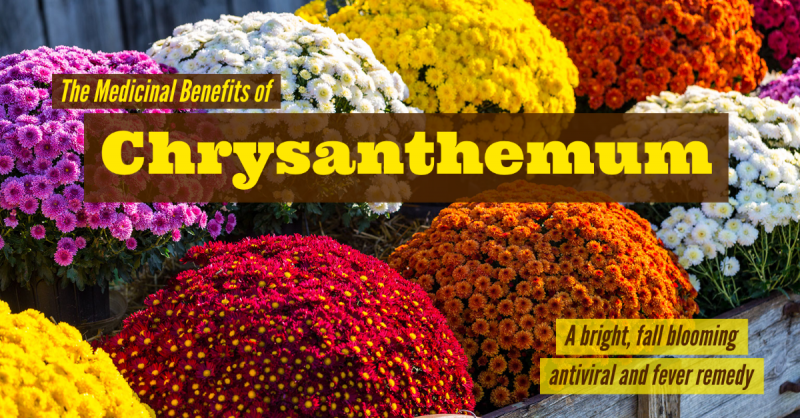 The Medicinal Benefits of Chrysanthemum: A bright splash of color in the fall to help fight off  viral infections