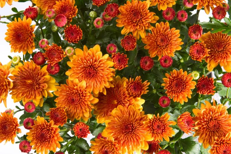 Orange/brown chrysanthemum
