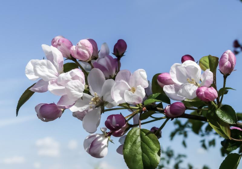 Crab apple blossoms