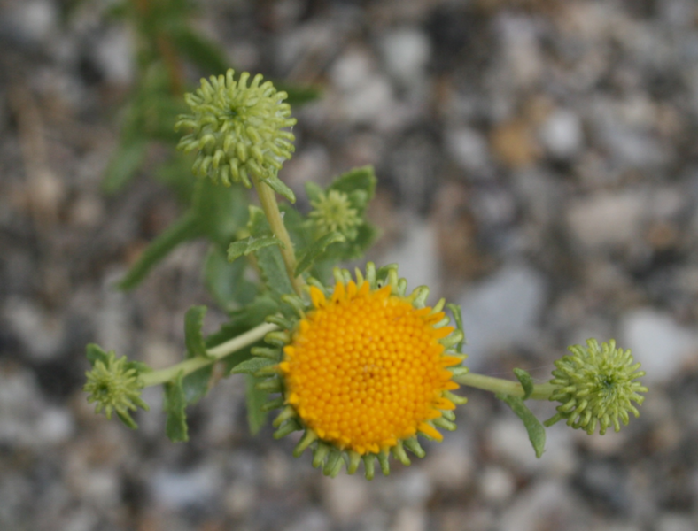 Gumweed buds