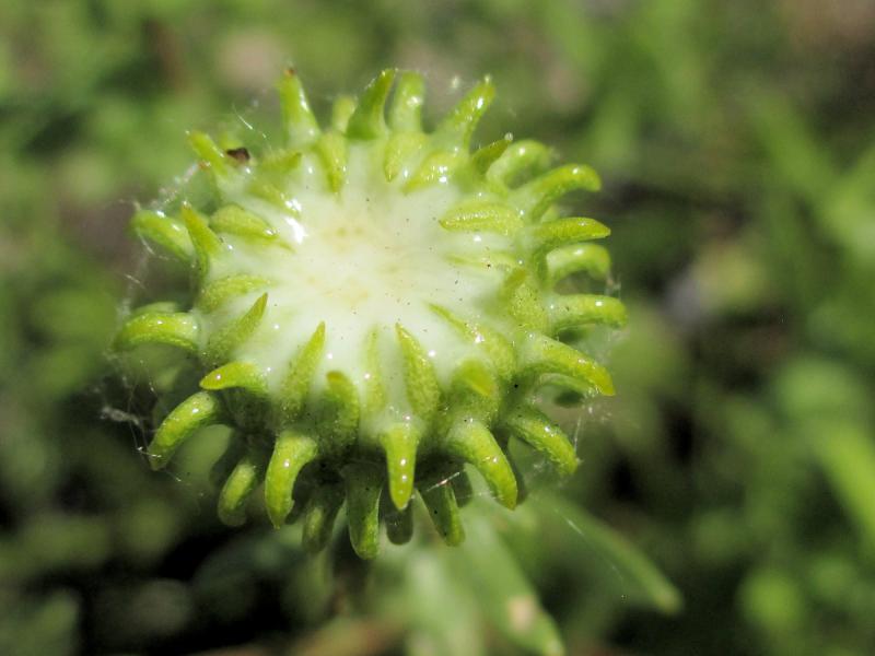 Gumweed bud with resin