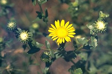 Gumweed flower by Steven