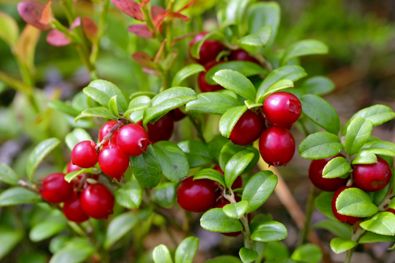 Cranberry bush