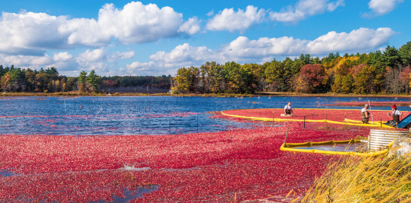 Cranberry bog