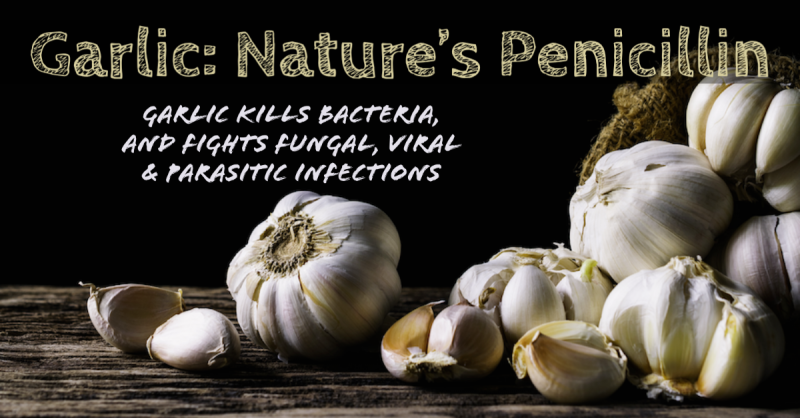 Garlic: Nature's Penicillin