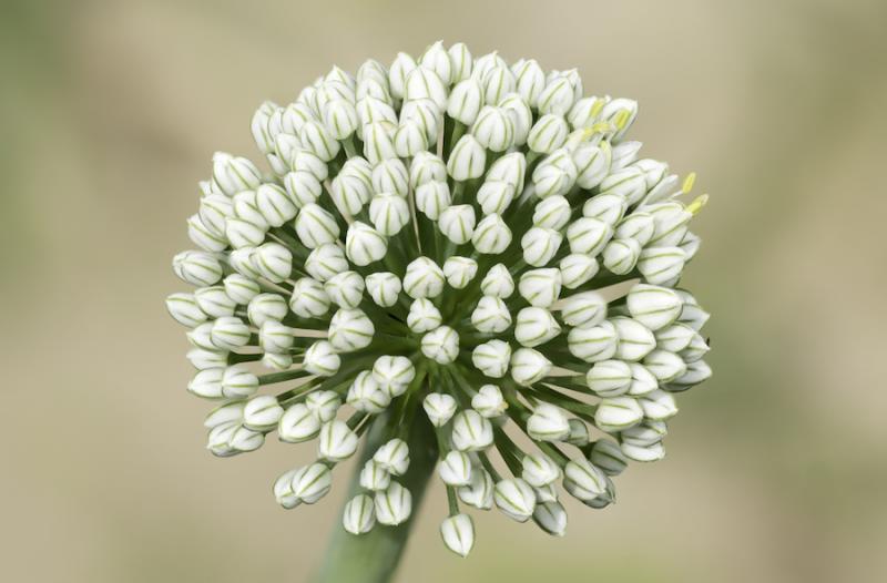 Garlic flower head from Adobe Stock