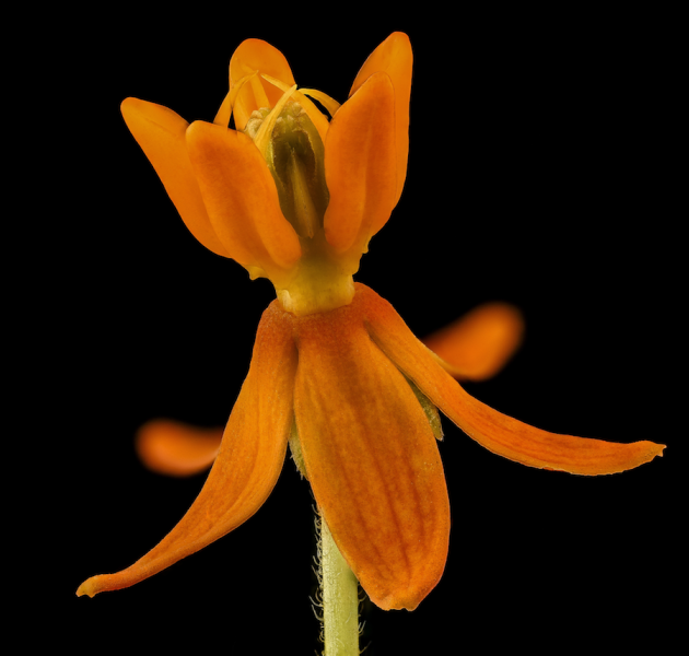 Single pleurisy root flower
