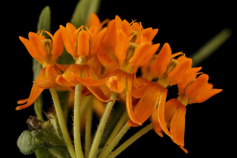 Pleurisy flower bunch