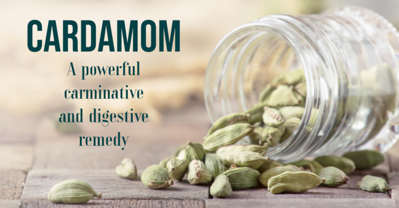 Cardamom: A powerful carminative and digestive remedy
