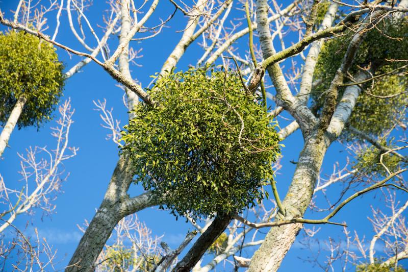 Mistletoe Growing in Tree