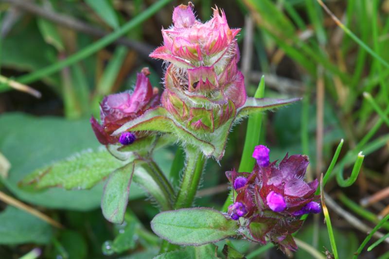 Self-Heal Plant and Flowers