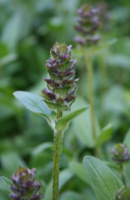 Self-Heal photo by Steven Horne