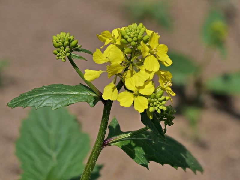 Mustard Flower: Sinapis arvensis
