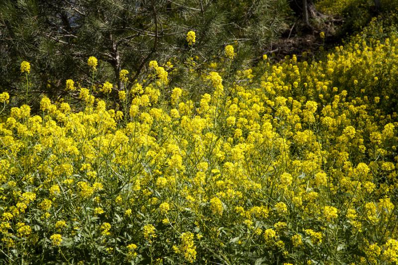 Mustard flower field