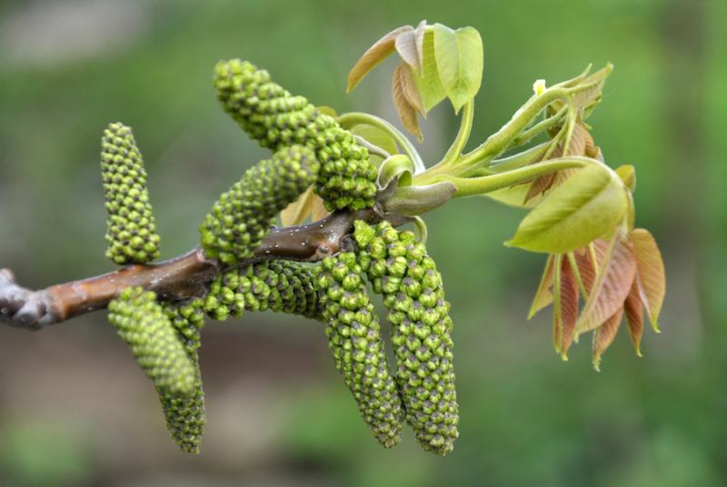 English walnut flowers