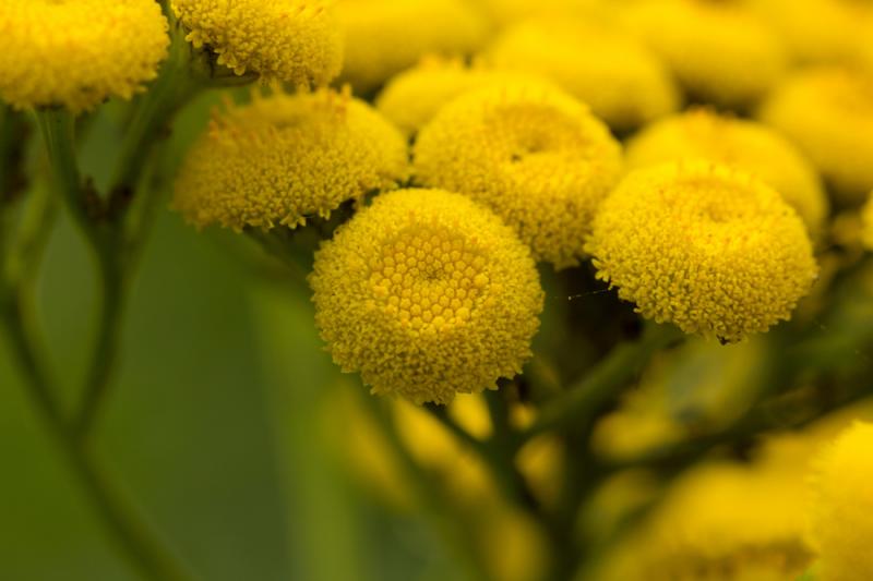 Tansy Flower Buds