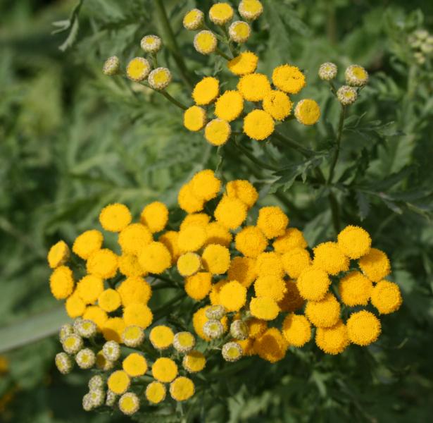 Tansy Flowers