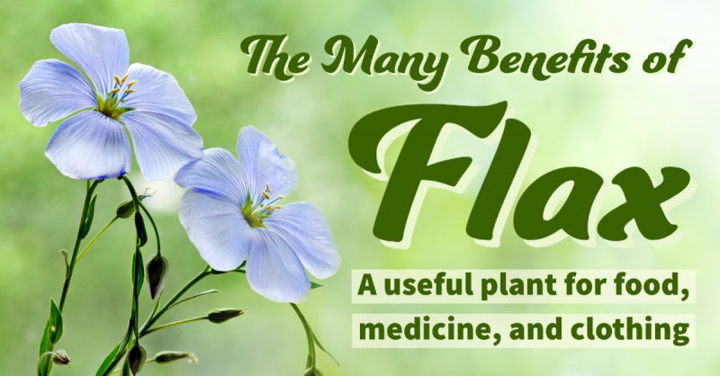 The Many Benefits of Flax: A useful plant for food, medicine, and clothing