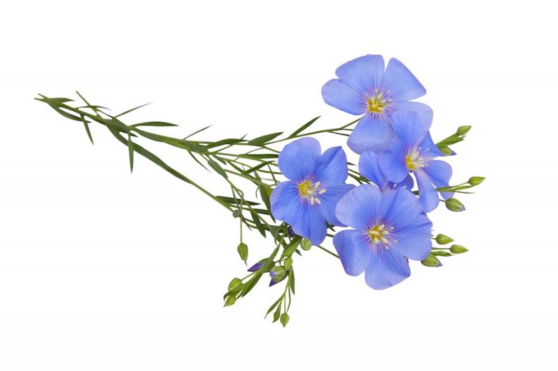 Flax flowers