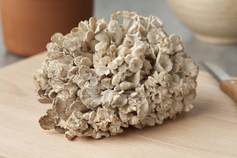 Maitake mushroom