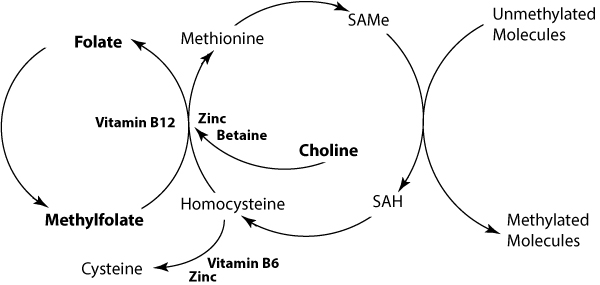 Methylation pathways