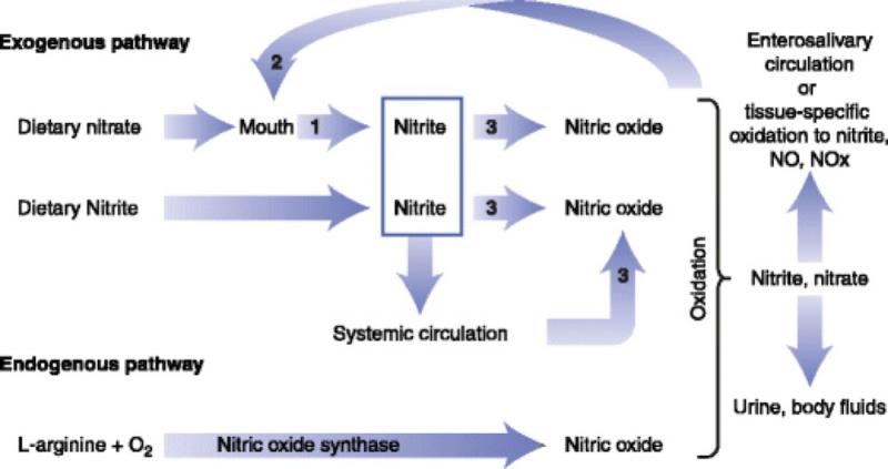 Nitric Oxide Pathways