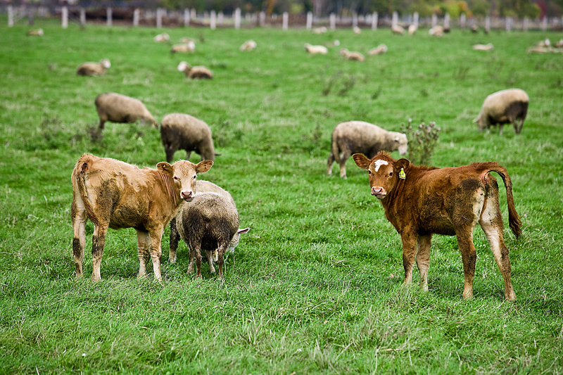 Cows eating grass