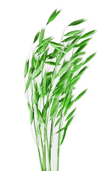 Oat grass