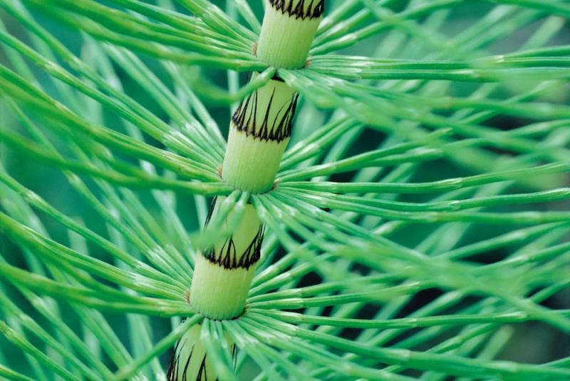 Horsetail closeup