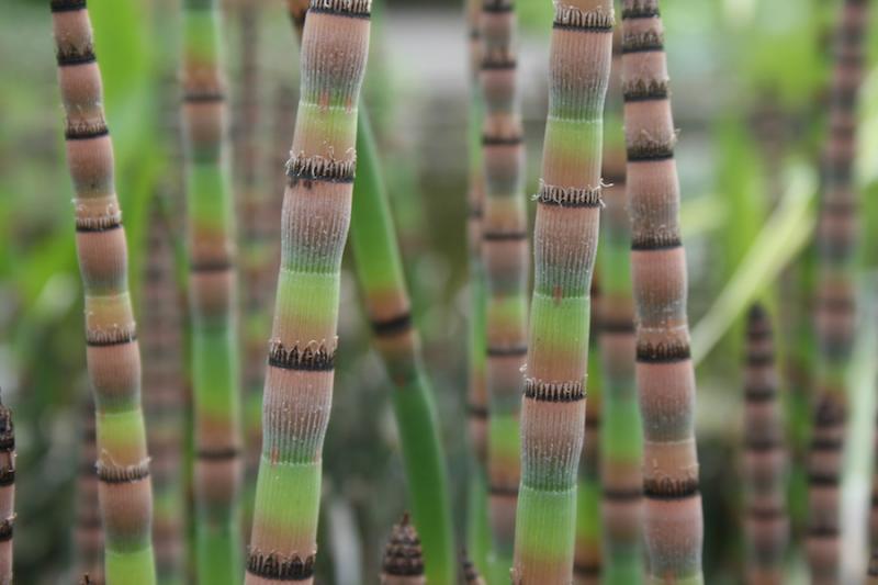 Horsetail Grass Joints