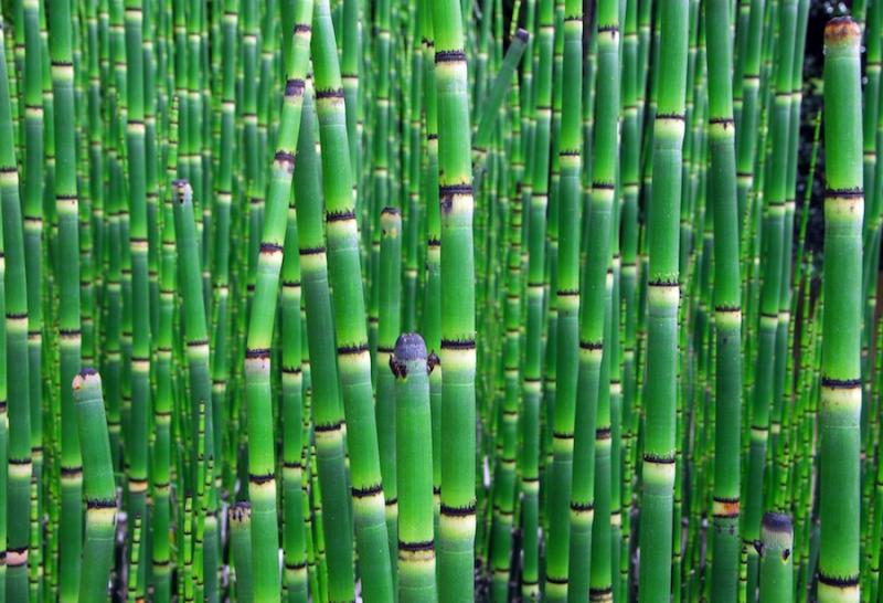 Horsetail